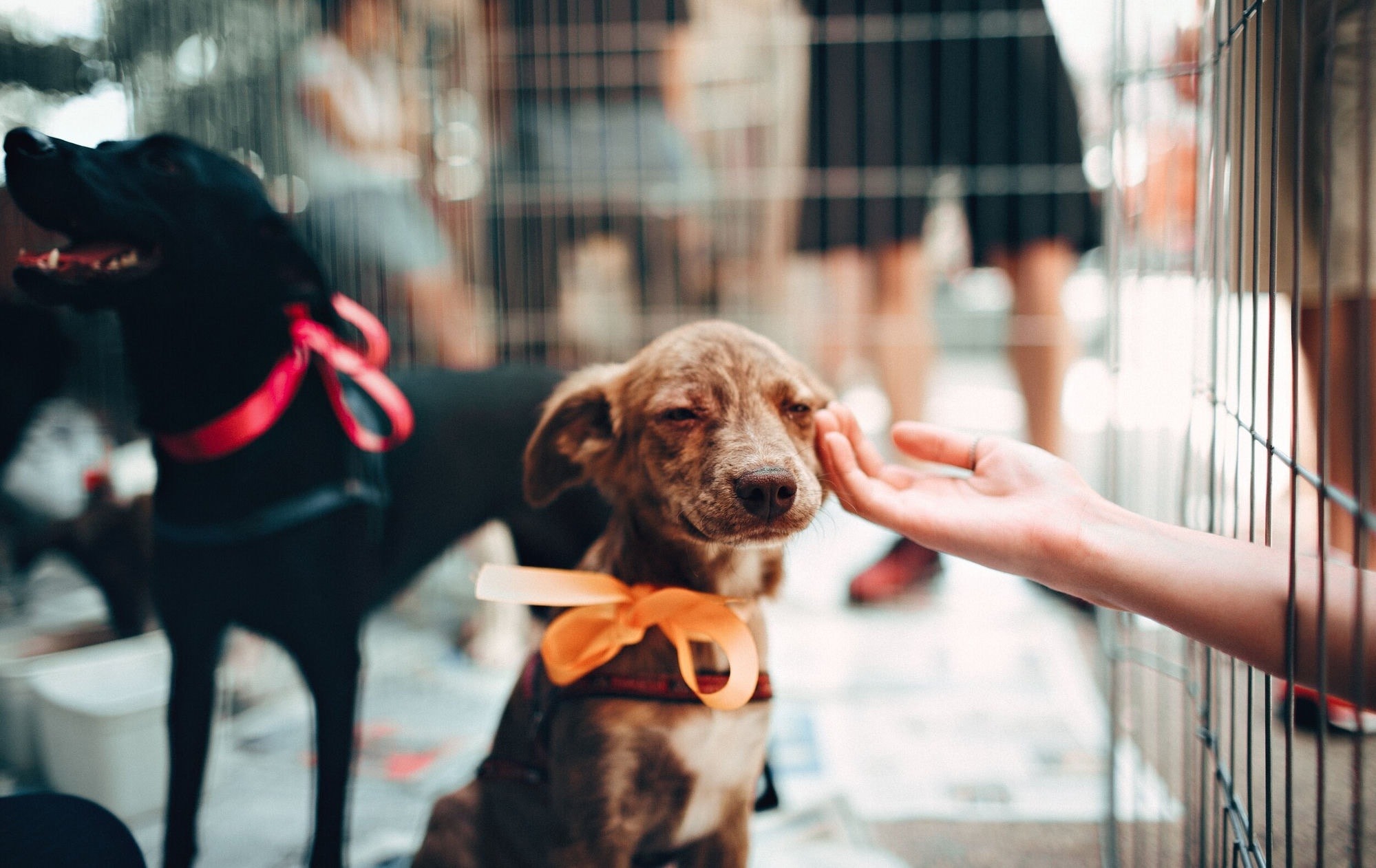 A rescue dog being adopted at a shelter